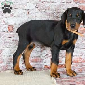 Mattis, Doberman Pinscher Puppy
